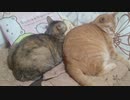 拾いねこ＠生後3032/2999日目　らぶらぶあこつきー。