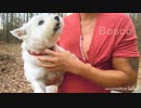 ダーク♂どうぶつの森