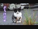 子猫の何気ない日常を撮っていると【野良猫】
