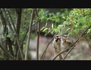 【ノーナレ動物動画】スズメの親離れ　Sparrow will be soon Leave parents