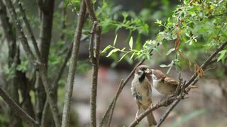 【ノーナレ動物動画】スズメの親離れ　Sparrow will be soon Leave parents