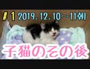 【子猫】子猫を保護した初日は大変でしたThe first day of protecting the kitten was hard.