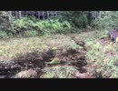 昭和の名水百選　姫川の源流