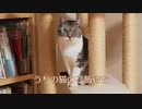 うちの猫のご飯待ち【ズーム版】