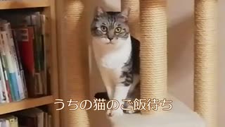 うちの猫のご飯待ち【ズーム版】