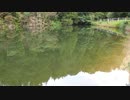 ウキを眺めてのんびり淡水魚釣り17【カワムツ】