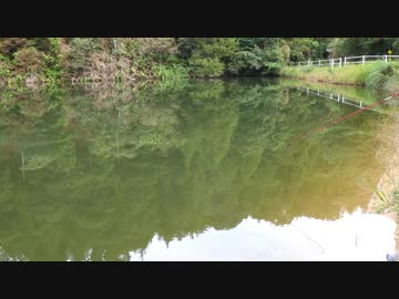ウキを眺めてのんびり淡水魚釣り17【カワムツ】