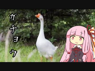 【VOICEROID実況】ガチョウで人を困らせるゲーム【untitled_goose_game】
