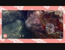 【剣盾】水族館パでワイワイバトル：23【シングルカジュアル＋フレ戦】
