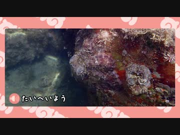 【剣盾】水族館パでワイワイバトル：23【シングルカジュアル＋フレ戦】