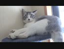 またアルが家出しました…