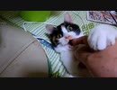 家猫が病院に行く前日の様子、ただそれだけの動画です