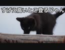 小屋の上に登る野良猫の子猫たち「猫は高い所が好き」