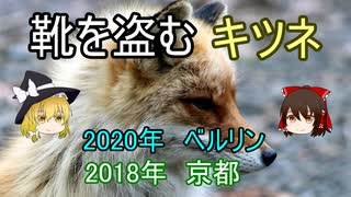 ベルリンで靴を盗むキツネが出没【ゆっくり解説】