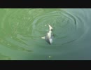 沖縄・安里川で川でサメが釣れる！