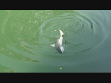 沖縄・安里川で川でサメが釣れる！