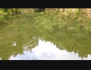 ウキを眺めてのんびり淡水魚釣り18【カワムツ】
