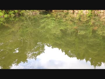 ウキを眺めてのんびり淡水魚釣り18【カワムツ】