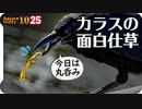 1025【カラスのおもしろ行動捕食】バンが小石食べる胃石？アオサギが飛びながら糞、イシガメ発見クサガメも。チョウゲンボウ。酷い餌やりに遭遇【 #今日撮り野鳥動画まとめ 】 #身近な生き物語