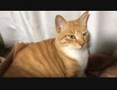 落ち着きのある虎猫