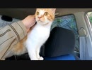 保護されて以来初めて、がっつり外を見た猫の表情がおもしろい【元野良猫のおチビ】