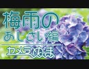 【旅行Vlog】梅雨のあじさい編 - カメラのぬま撮影旅日記