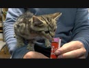 Cat Chocolat はじめてのチュールに子猫がハプニング