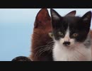 母猫に甘えるけど、そろそろ巣立っていきそうな野良の子猫たち
