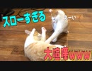 猫の喧嘩が超スローすぎてめちゃくちゃ可愛かったwww
