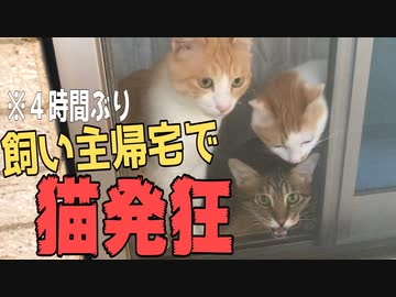 飼い主と４時間だけ離れ離れになった結果…