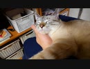 猫が苦しそうにむせる【原因と今後の対策について】