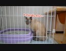 やんちゃ猫をケージに閉じ込めることにしました