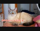 うちの猫がヤバイことになっちゃいました…