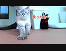 【祝！大賞受賞】猫のデュフィが2019年のにゃんこ大賞をいただきました