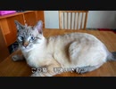 初めてのお世話で猫は心を開いてくれるでしょうか？