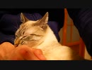 日頃の感謝を込めて猫がペロペロと手を舐めてくれました