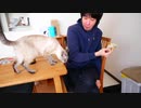 猫が食べ物を狙ってきて食事ができません…