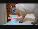 【意外なリアクション】猫の病気予防にプレゼントを買いました！