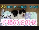 【子猫】保護して2日目昼～夜まで＆先住猫の可愛い様子