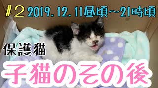 【子猫】保護して2日目昼～夜まで＆先住猫の可愛い様子