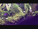 我が家のミナミヌマエビ水槽 その2