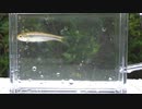 ウキを眺めてのんびり淡水魚釣り19【カワムツ】