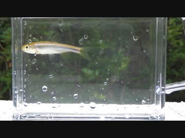 ウキを眺めてのんびり淡水魚釣り19【カワムツ】