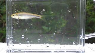 ウキを眺めてのんびり淡水魚釣り19【カワムツ】
