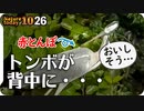 1026【トンボがアオサギの背中にとまって食べられる】幼鳥ゴイサギやカワセミの捕食、カラスがハナミズキ食べる。ハクセキレイの空中戦。【 #今日撮り野鳥動画まとめ 】 #身近な生き物語