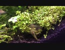 我が家のミナミヌマエビ水槽 その3