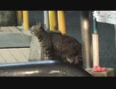 贅沢な食事に野良猫の子猫が在り付けない理由
