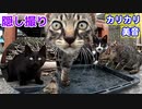 カリカリが無くなった後の子猫の表情