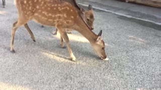 人気の 奈良公園 鹿 動画 99本 ニコニコ動画