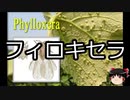 【ゆっくり朗読】ゆっくりさんと不思議な病気 その251